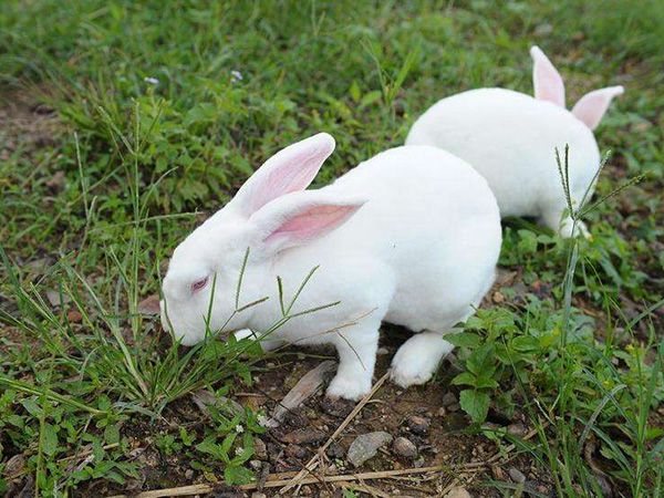  不同季節的家兔飼養管理